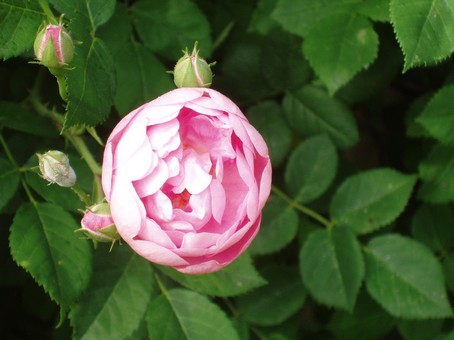 Rose rose  Diebolsheim, en alsace